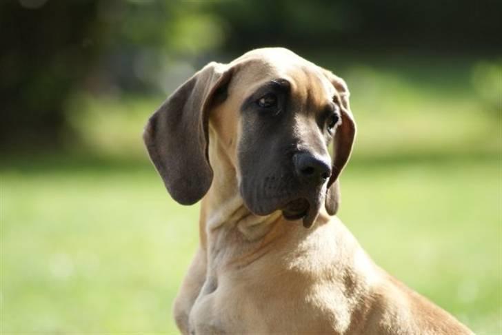 Grand danois Sia - Så smuk en prinsesse billede 18