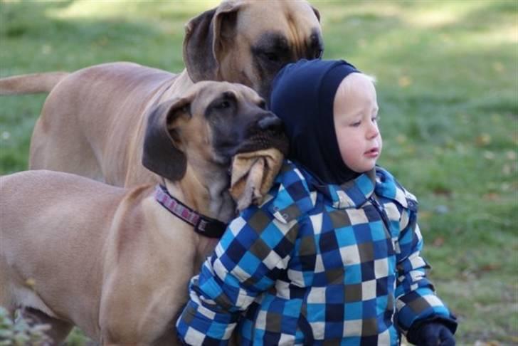 Grand danois Sia - Sia og Slvis passer på Victor billede 19