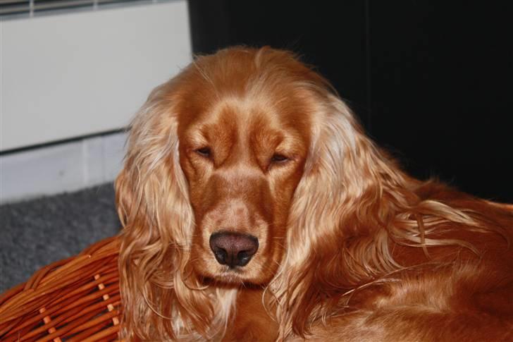 Cocker spaniel Dutten billede 12