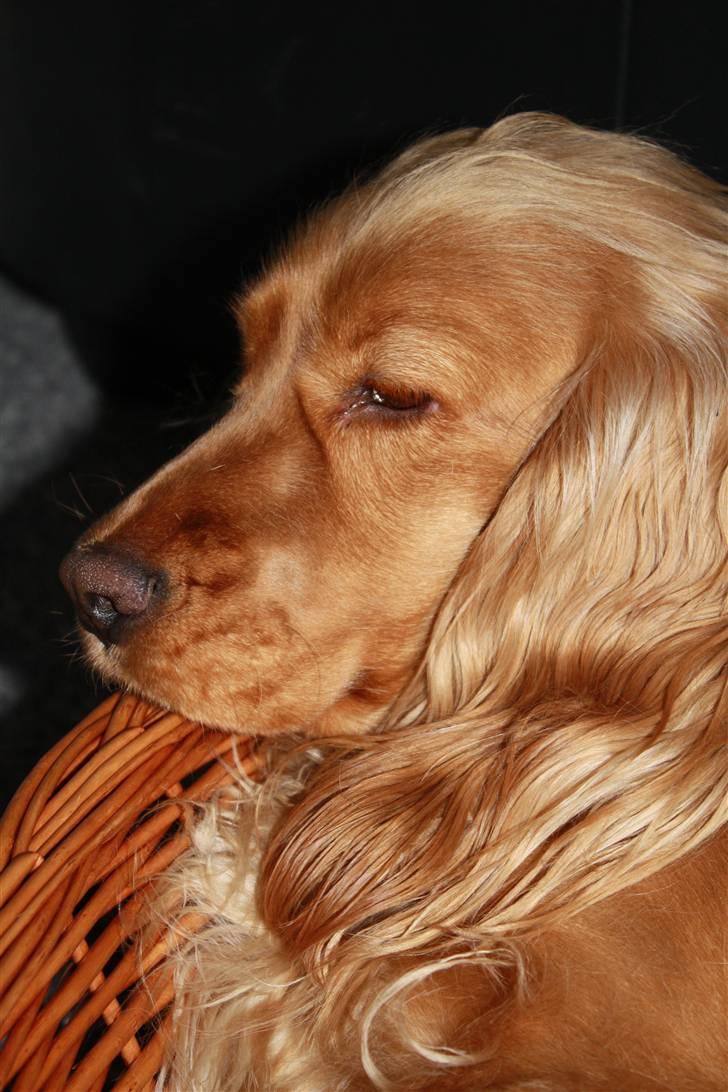 Cocker spaniel Dutten billede 13