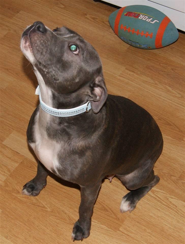 Staffordshire bull terrier Miss Silver Tinkle billede 11