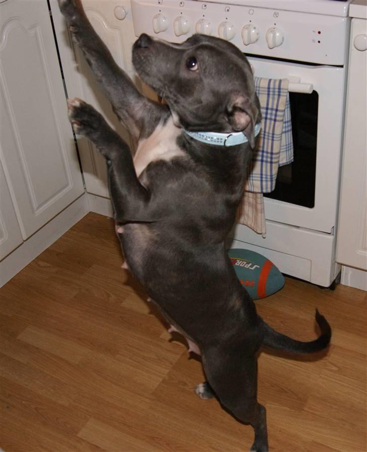 Staffordshire bull terrier Miss Silver Tinkle billede 12