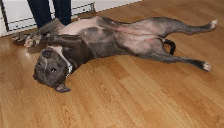 Staffordshire bull terrier Miss Silver Tinkle billede 13