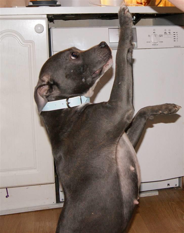 Staffordshire bull terrier Miss Silver Tinkle billede 14