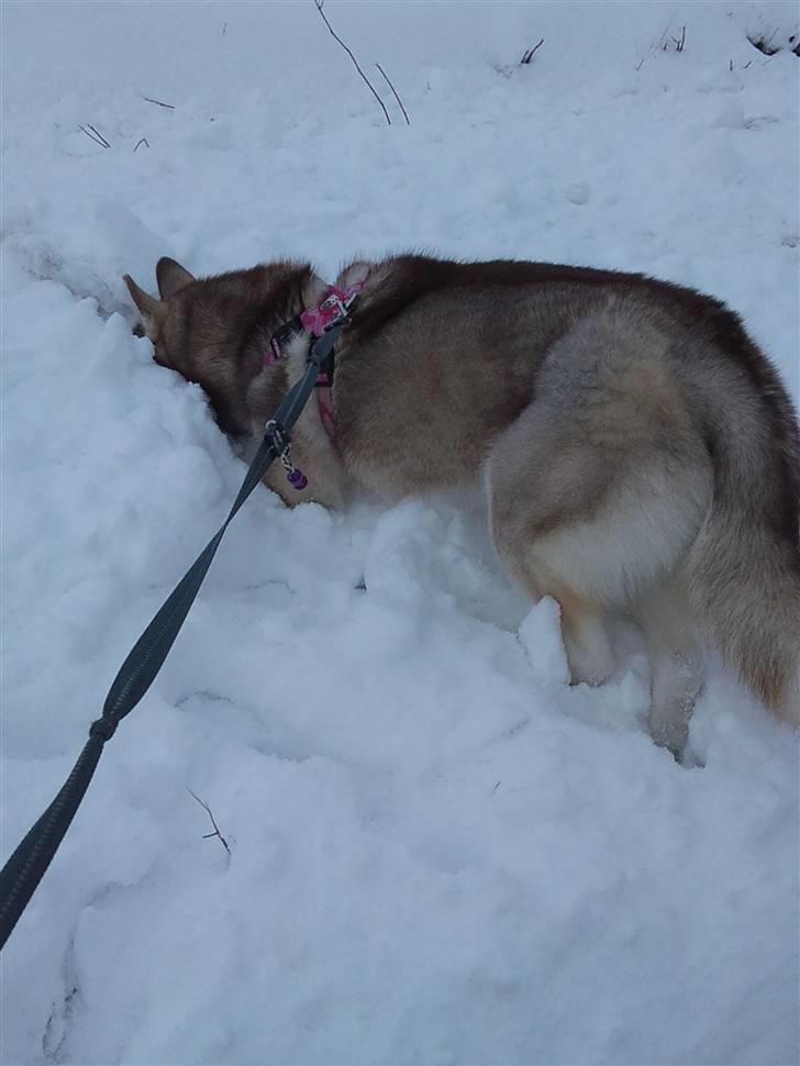 Siberian husky Micha - Micha i sin første sne .  billede 3