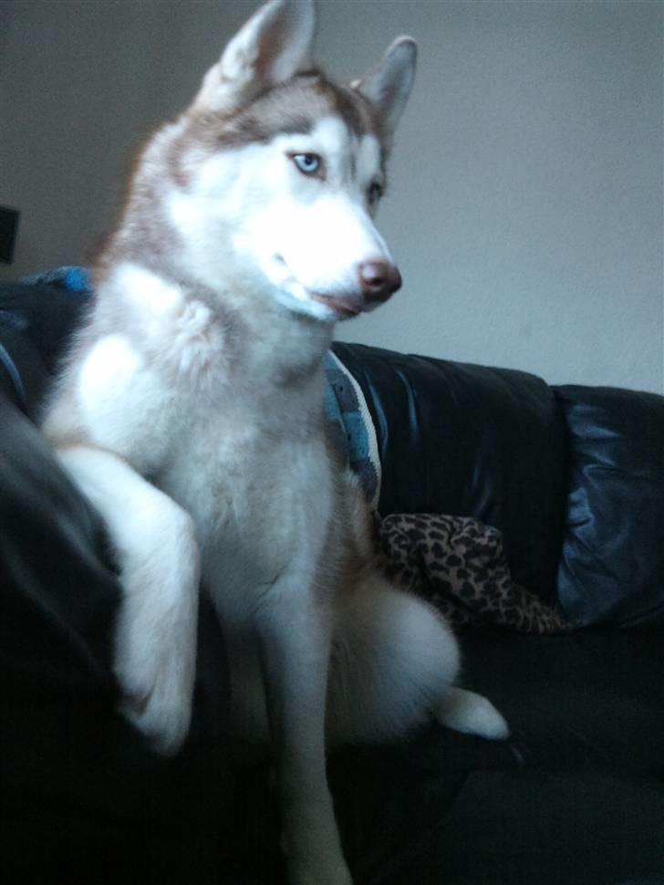 Siberian husky Micha billede 4