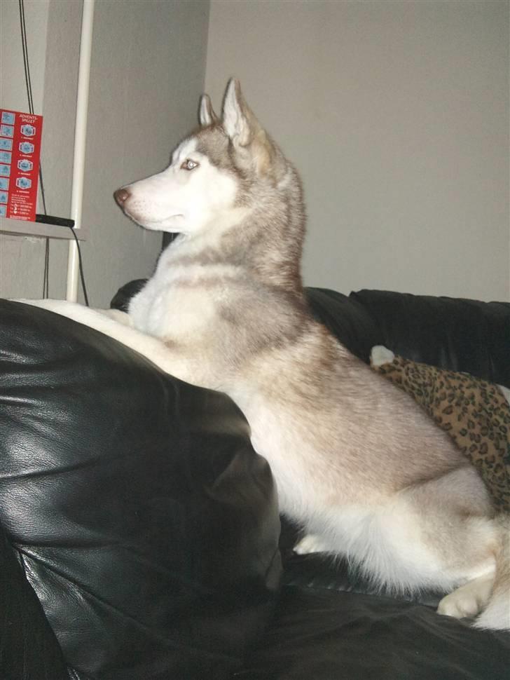Siberian husky Micha - Micha venter på far kommer hjem .  billede 5