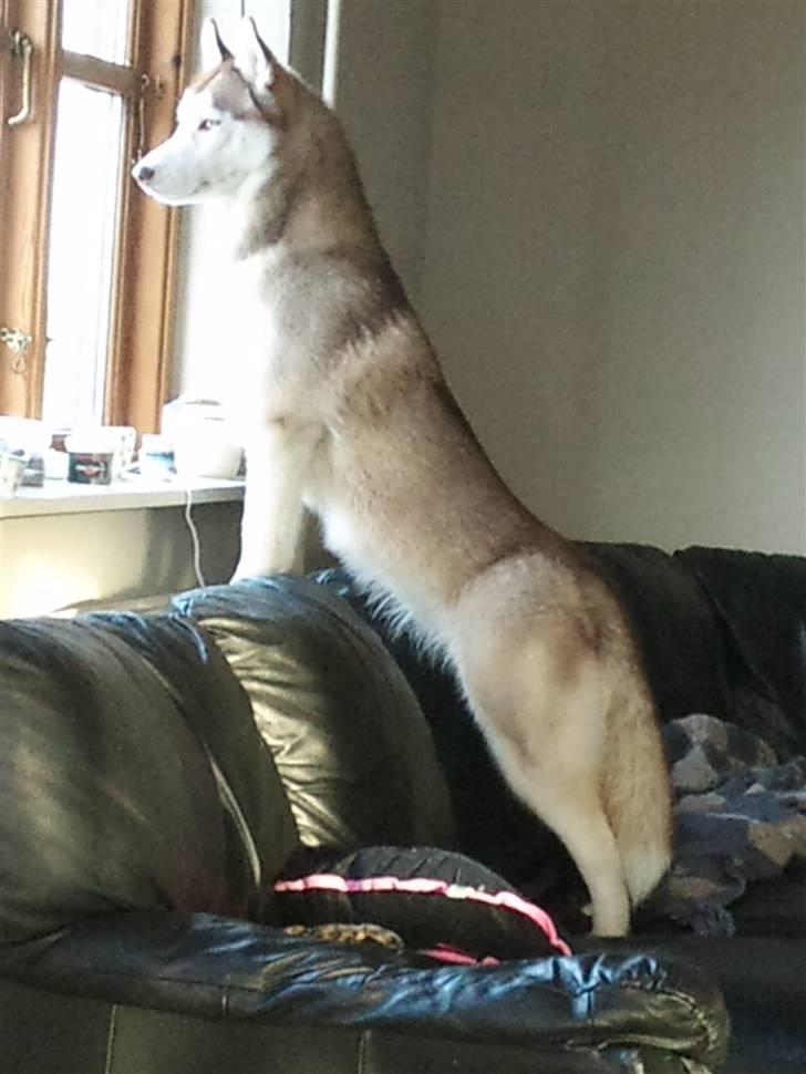 Siberian husky Micha - Micha ser far komme ind ad indkørslen .  billede 6