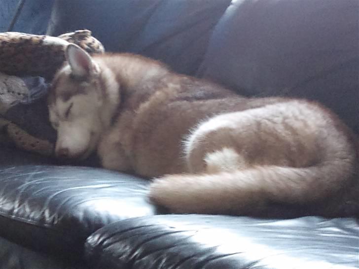 Siberian husky Micha billede 7