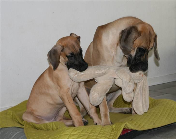 Grand danois Sunyard´s Esben *CÆSAR* - Prøver at charme mig ind hos min nye storesøster, Nova. Nøj hun spillede kostbar!! billede 2