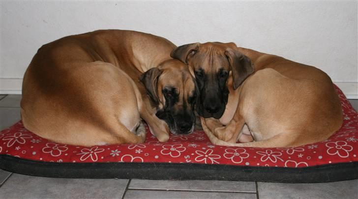 Grand danois Sunyard´s Esben *CÆSAR* - Hmmmm er blevet rigtig gode venner med Nova nu!!! billede 5