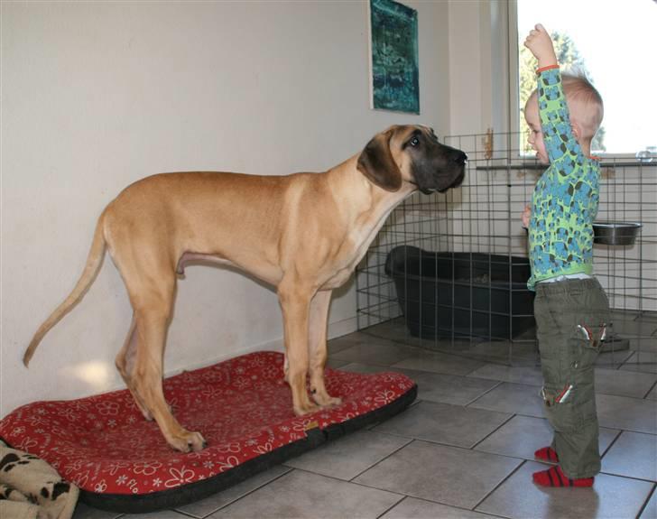 Grand danois Sunyard´s Esben *CÆSAR* - Næsten 6 mdr. Øver SIT med min "storebror" Lucas på 2½. Ham kan jeg rigtig godt li!! ,o) billede 7