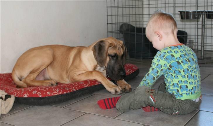 Grand danois Sunyard´s Esben *CÆSAR* - Nammenam.         GUFFER!!!         Min livret;O) billede 8