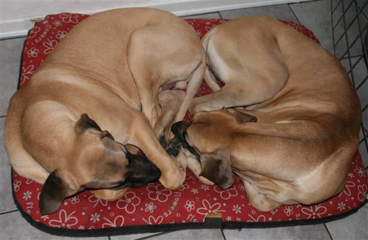 Grand danois Sunyard´s Esben *CÆSAR* - Hvor der er vilje er der vej, og vi VIL sove sammen!!!!! billede 13