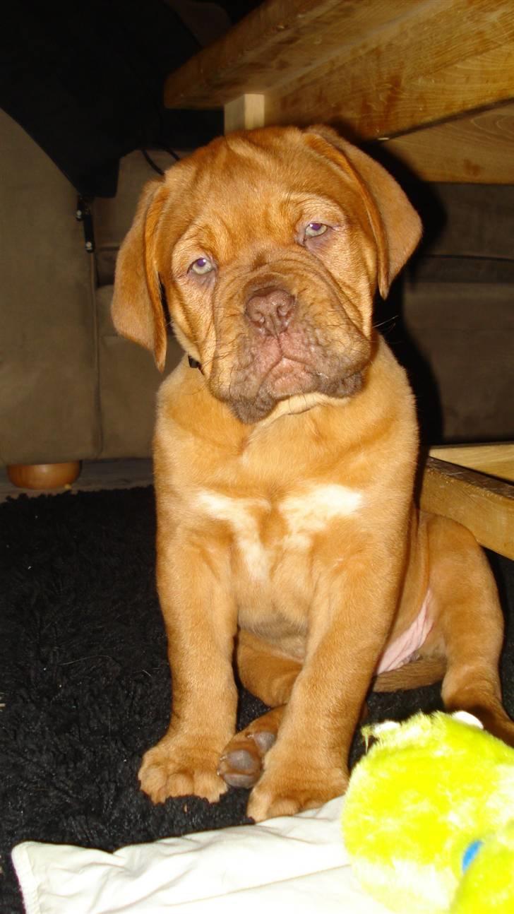 Dogue de bordeaux Nala billede 1