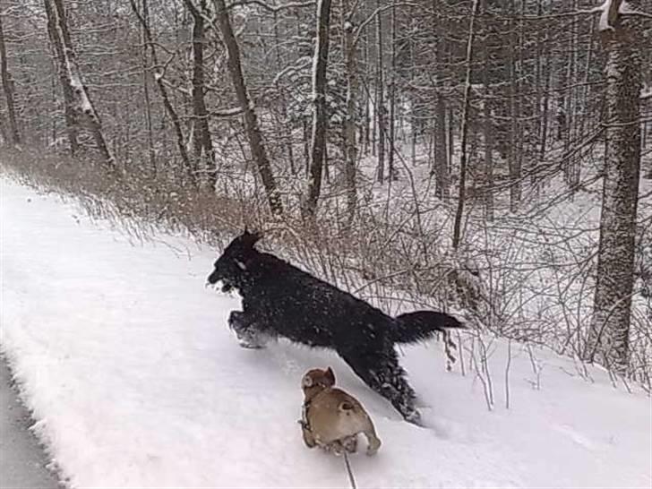 Blanding af racer Tess - Tess og Hector i november 2010 billede 13