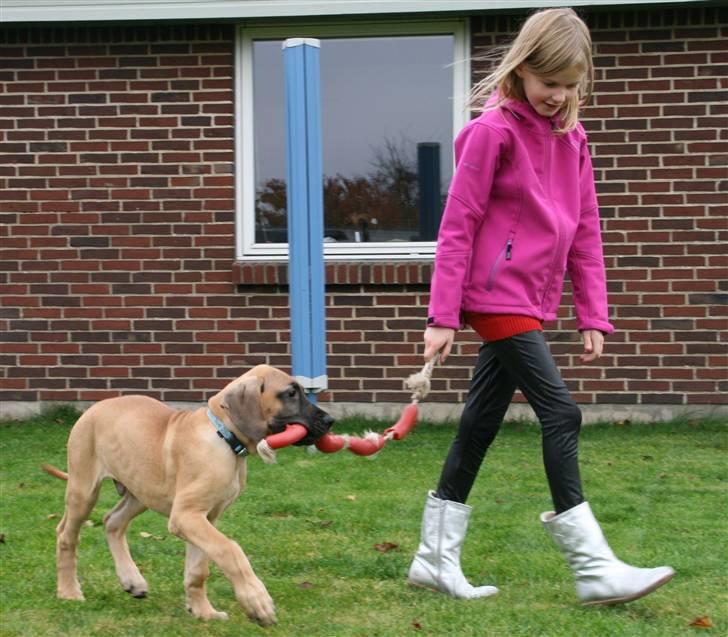 Grand danois Sunyard´s Esben *CÆSAR* - Her lufter jeg min søde storesøster Cecilie. TÆNK at jeg var så lille bitte for bare 3 mdr siden!!! billede 14