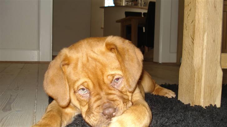 Dogue de bordeaux Nala billede 2