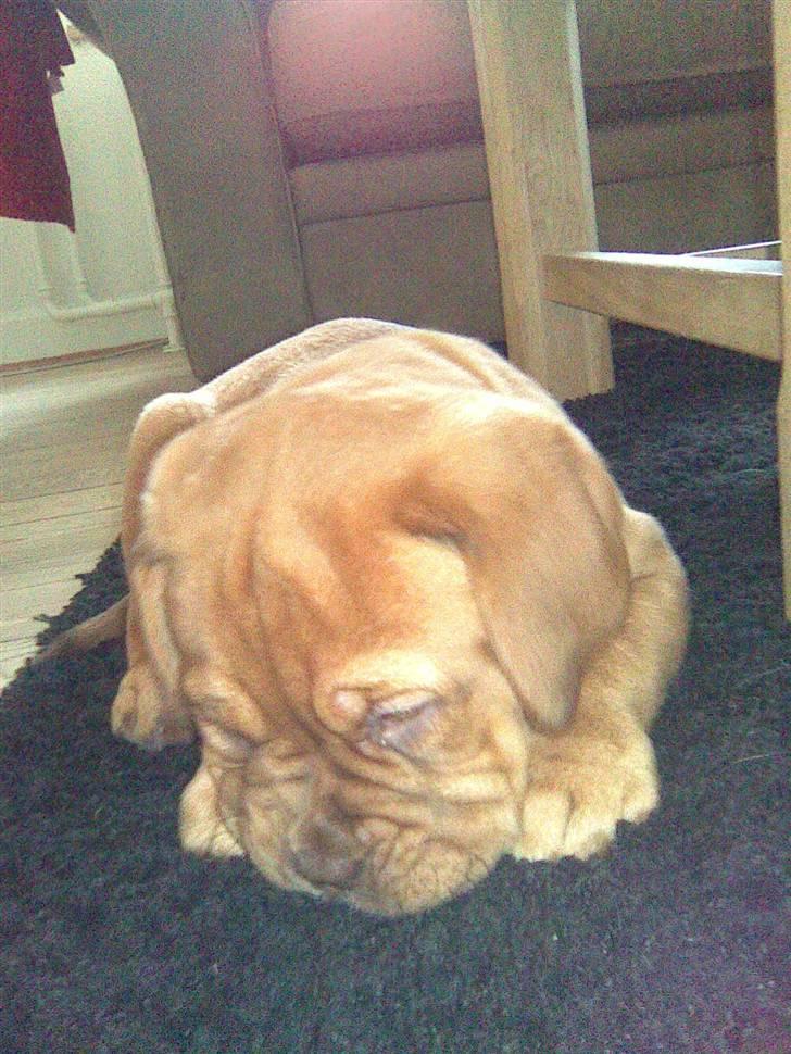 Dogue de bordeaux Nala billede 3