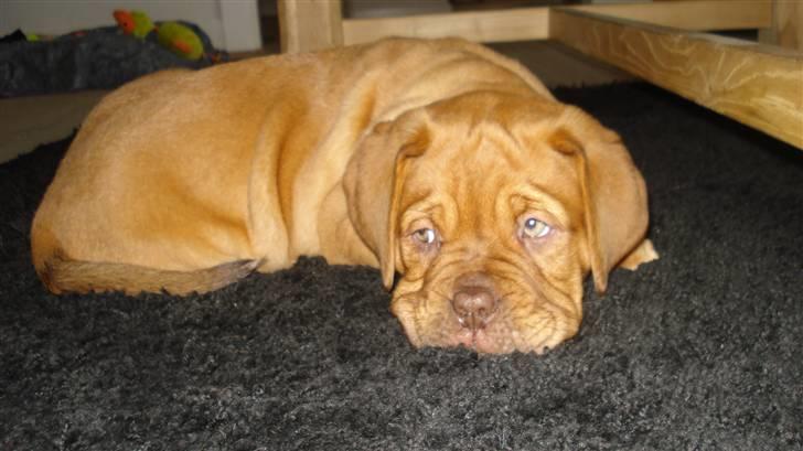 Dogue de bordeaux Nala billede 4
