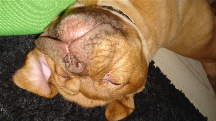 Dogue de bordeaux Nala billede 5