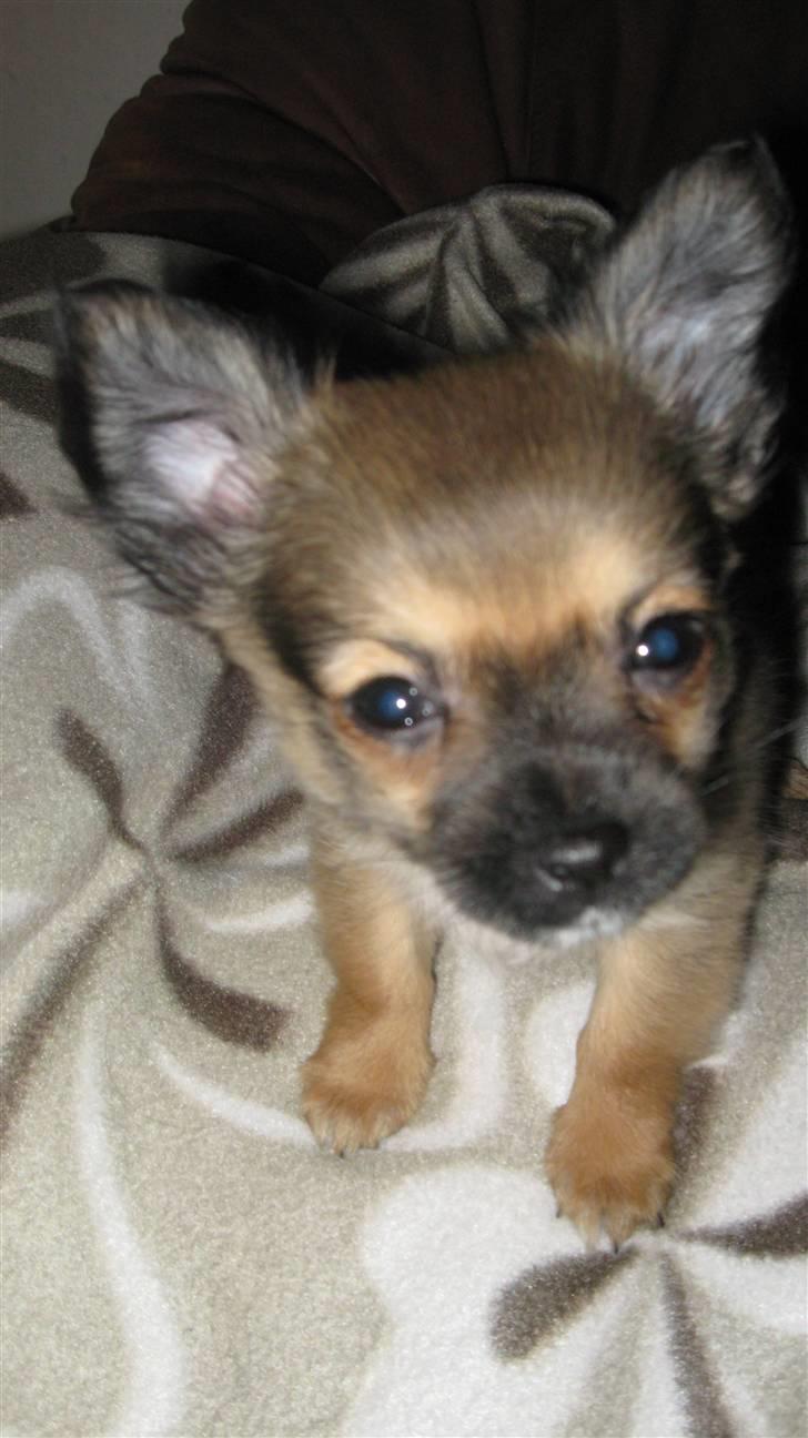 Chihuahua Høier's Nuggi - Hej jeg hedder Nuggi, velkommen i min profil, lig gerne en bedømmelse inden du går igen så blir vi glade billede 1