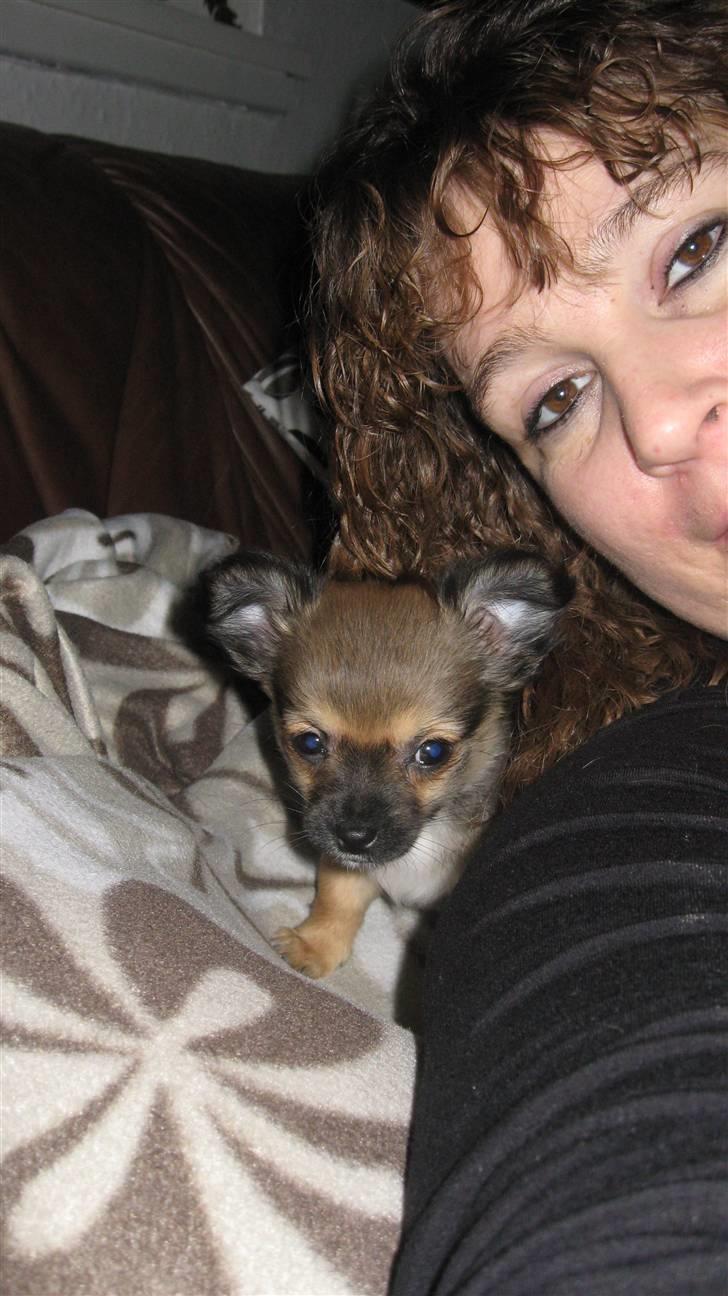 Chihuahua Høier's Nuggi - Nuggi og jeg hygger i sofaen. elsker den lille fis <3 Nuggi er 9 uger billede 3