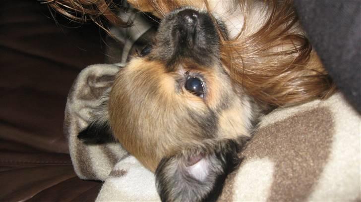 Chihuahua Høier's Nuggi - Grrrrrr... elsker at bide i madmors hår, det er så sjovt :-D Nuggi er 9 uger billede 4