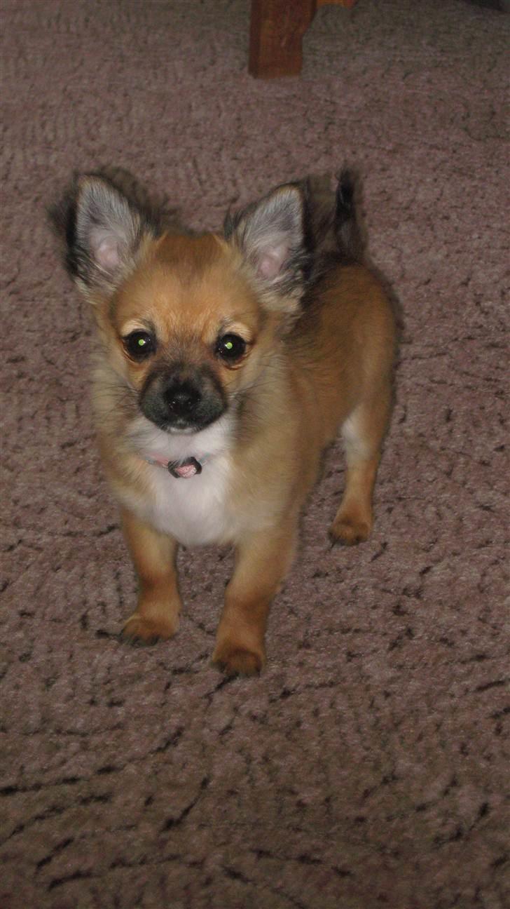 Chihuahua Høier's Nuggi - Nuggi er blevet noget lysere med tiden men stadig en smuk tøz <3 16 uger gammel billede 5