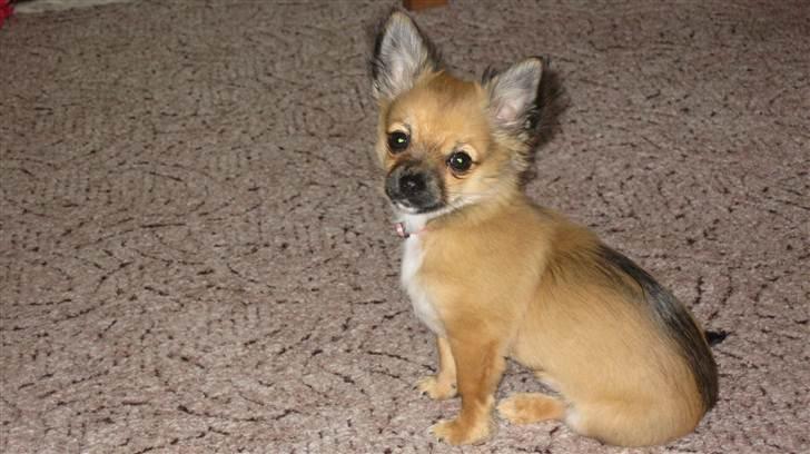 Chihuahua Høier's Nuggi - Nuggi du er sku bare en dejlig vovse. jeg elsker dig smukke 16 uger gammel billede 6