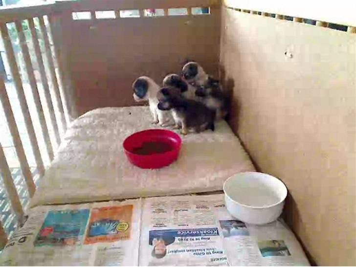 Chihuahua Høier's Nuggi - Nuggi og hendes søskende Hos opdrætteren Heidi her er hun 6 uger billede 7