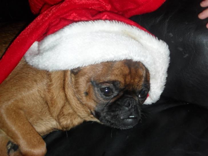 Griffon petit brabancon Bøf - God jul fra bøf billede 2