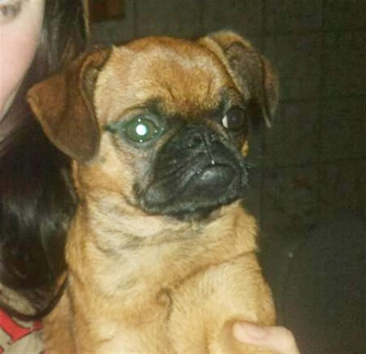 Griffon petit brabancon Bøf - SØD HUND :) billede 3