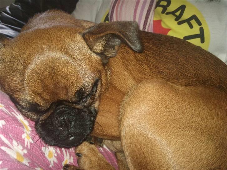 Griffon petit brabancon Bøf - Sovetryne xD billede 4