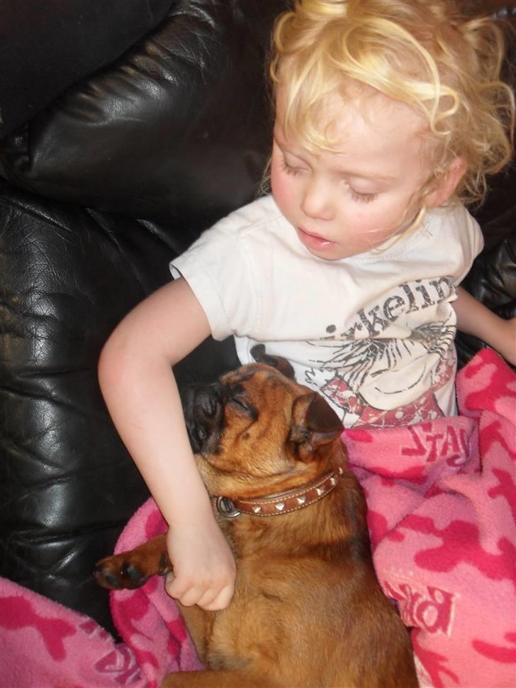 Griffon petit brabancon Bøf - Frida og bøf billede 5