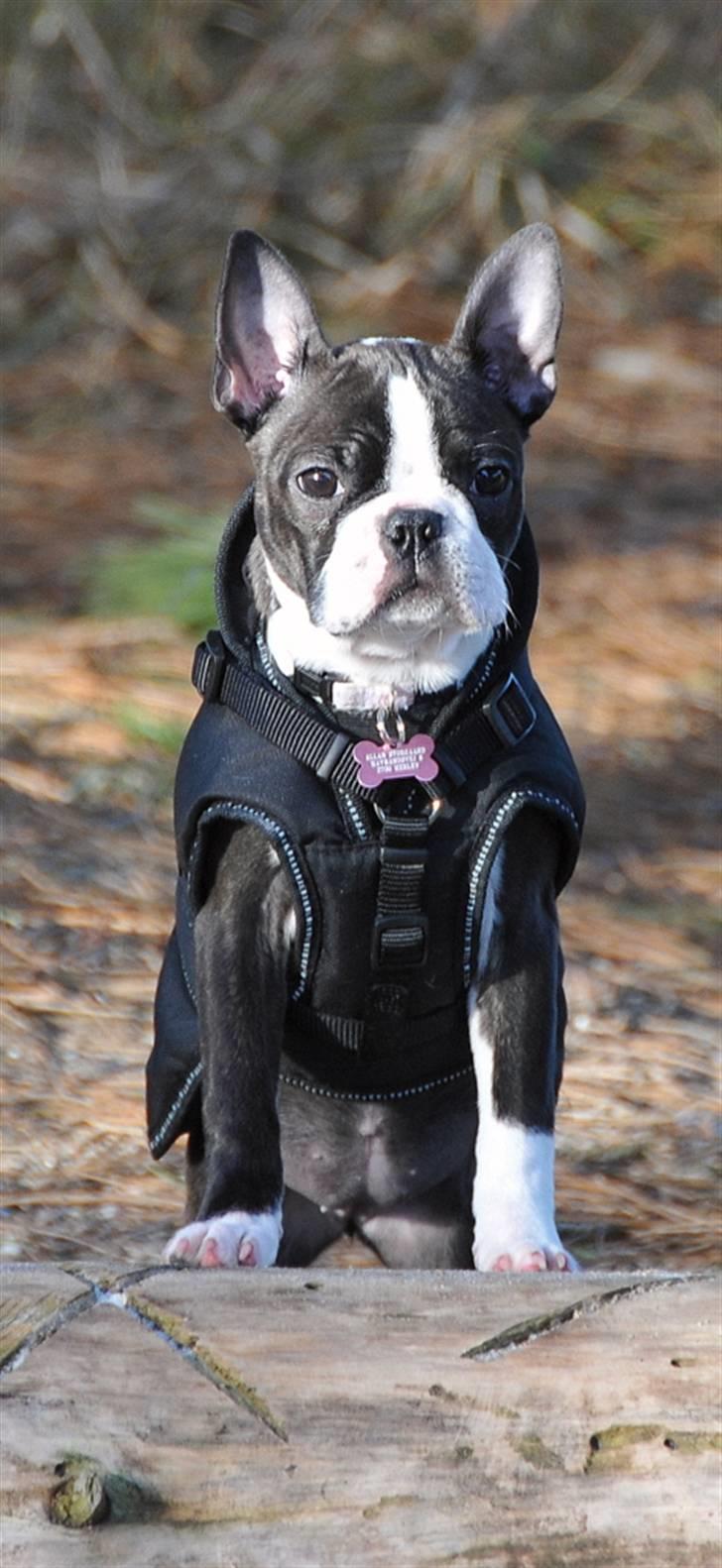 Boston terrier Bertha - På campingtur næsten 4 mdr. billede 11