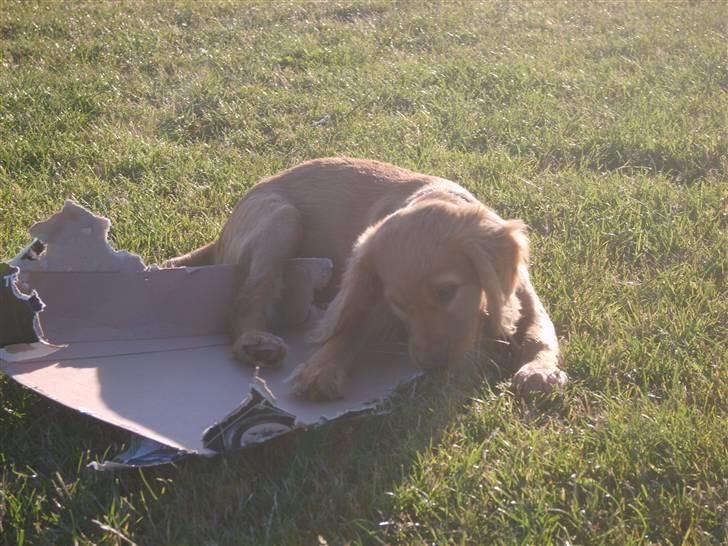 Cocker spaniel Pixi - ej Pixi nu igen du er da noget af en færket  billede 5