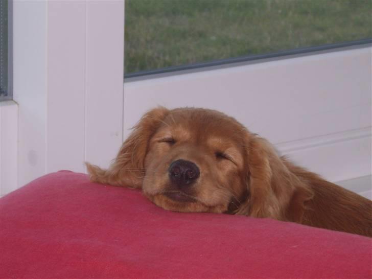 Cocker spaniel Pixi - se lige du sover da du er så sød når sover  billede 6