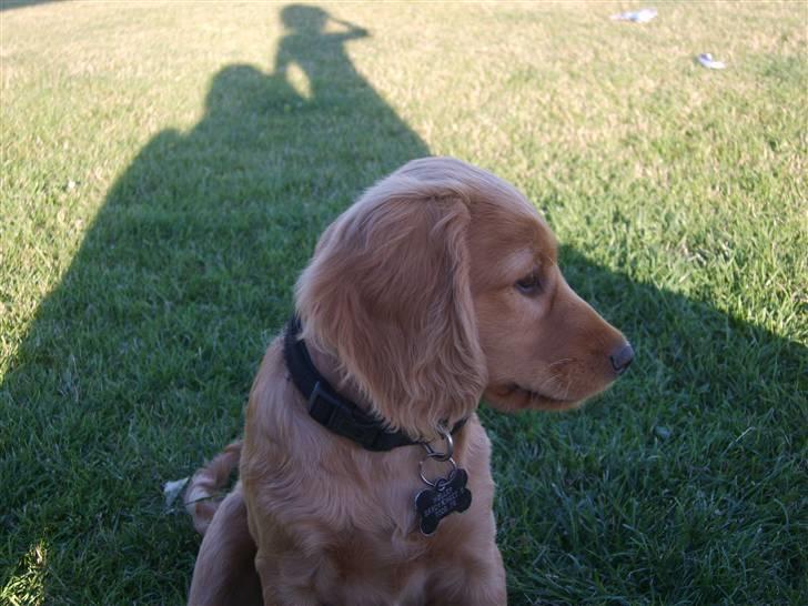 Cocker spaniel Pixi - kig frem til bage fra SIDE til SIDE  billede 7