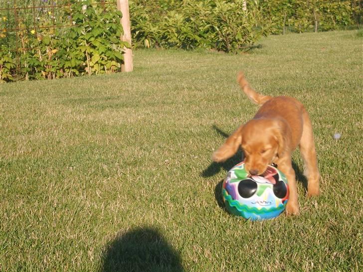 Cocker spaniel Pixi - Pixi ej har du nu Mikkel bade bold >(Pixi elsker at bide i ting) billede 8