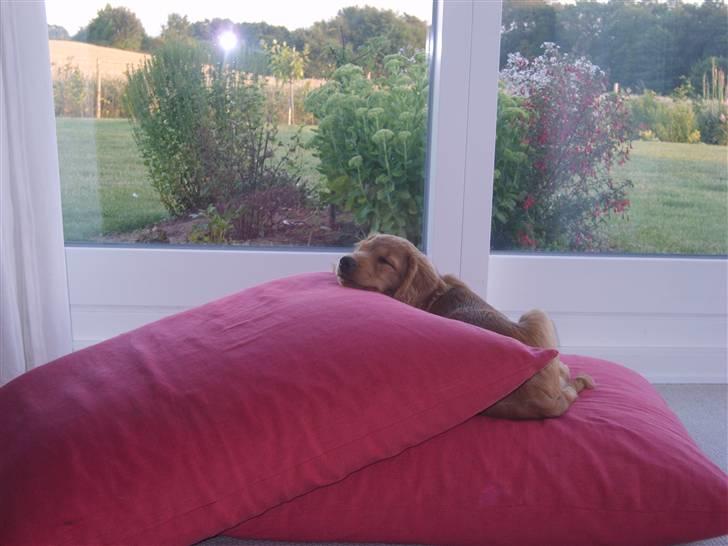 Cocker spaniel Pixi billede 9