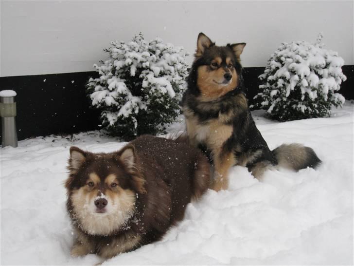 Finsk lapphund Chili billede 12