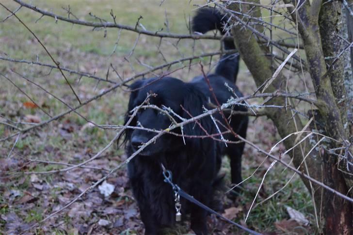 Blanding af racer merlin - merlin som foto model foto:MND-PHOTO(mig) billede 20