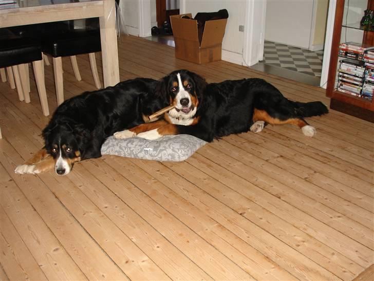 Berner sennenhund Bella - Bella og Edward, december 2010 billede 16