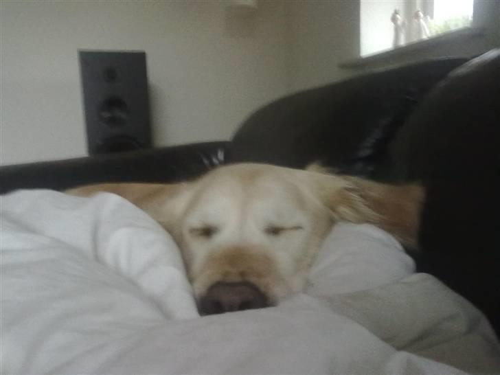 Golden retriever Luca - I KAN bare ikke stå for det her ansigt! XD billede 9