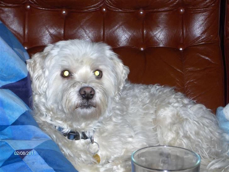 Løwchen Vaks billede 4