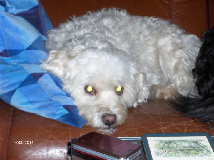 Løwchen Vaks billede 5