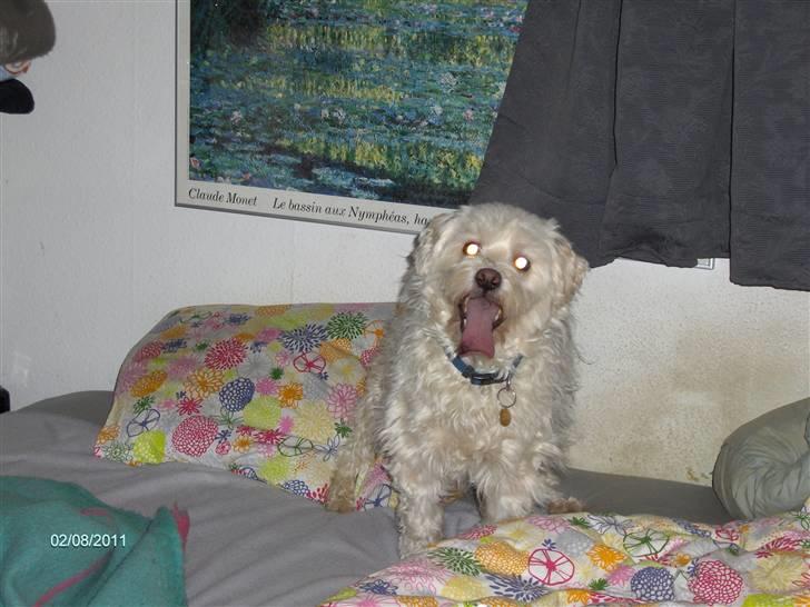 Løwchen Vaks billede 6