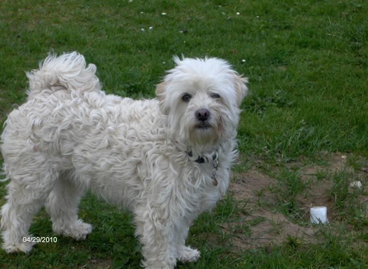 Løwchen Vaks billede 7