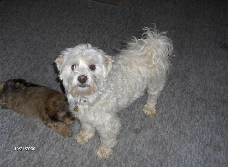 Løwchen Vaks billede 8